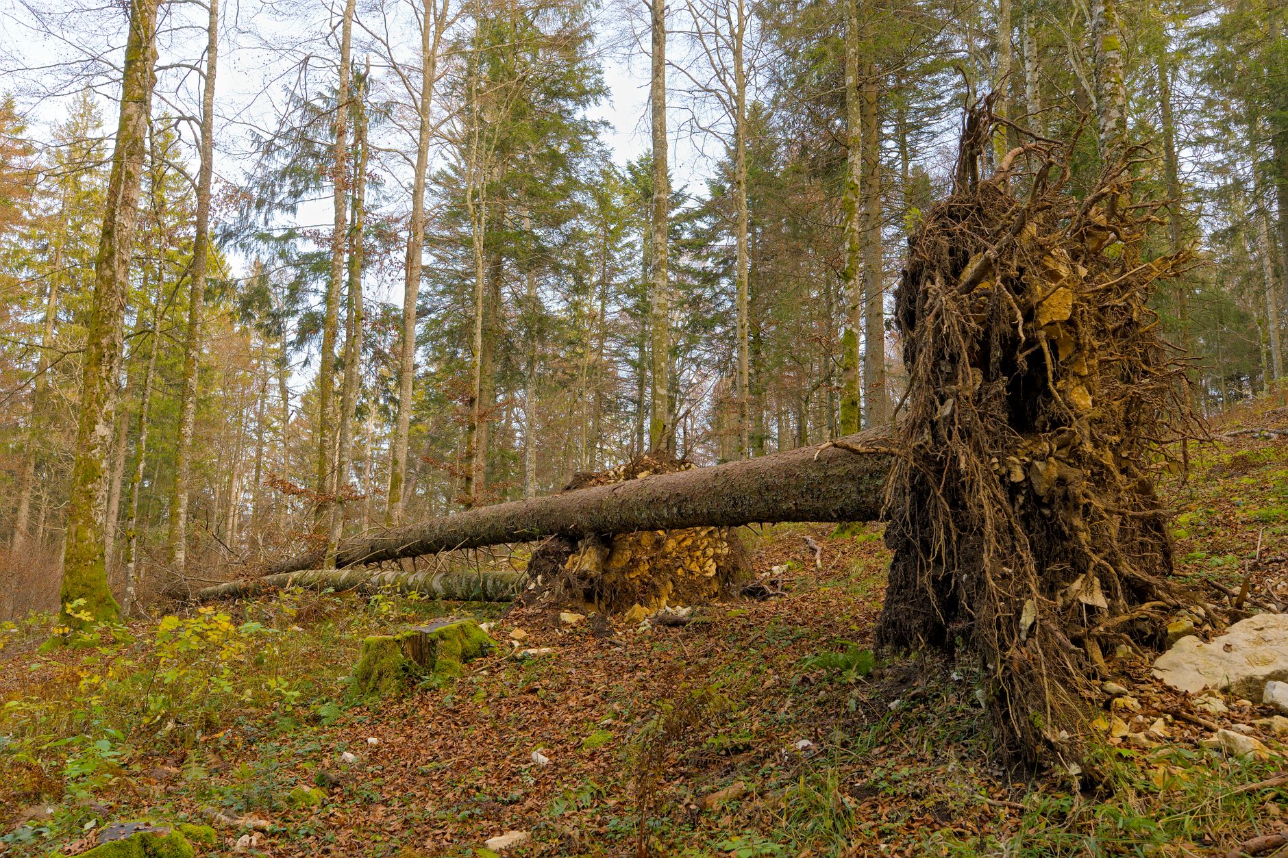 Enlèvement arbre urgence équipe à Vertou
